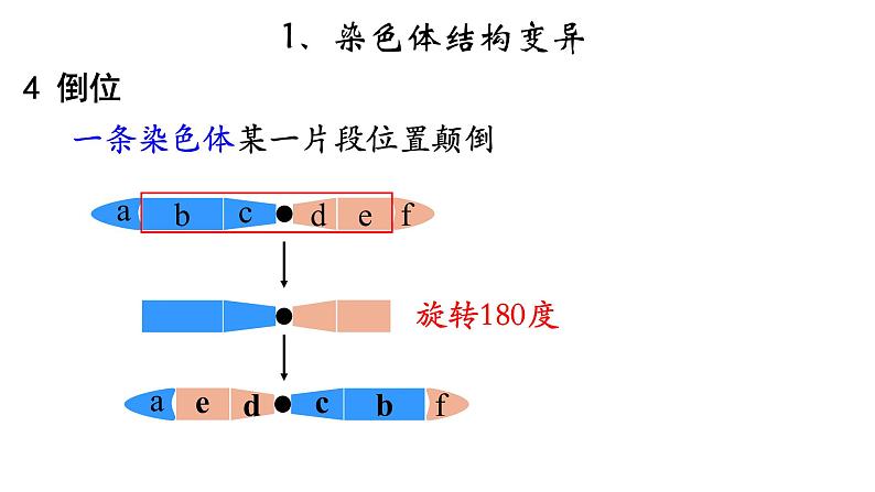 高中生物必修二 5.2 染色体变异课件PPT05