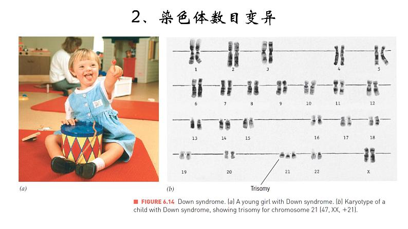 高中生物必修二 5.2 染色体变异课件PPT08