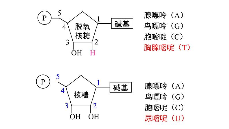 高中生物必修二 3.2 DNA分子的结构课件PPT02