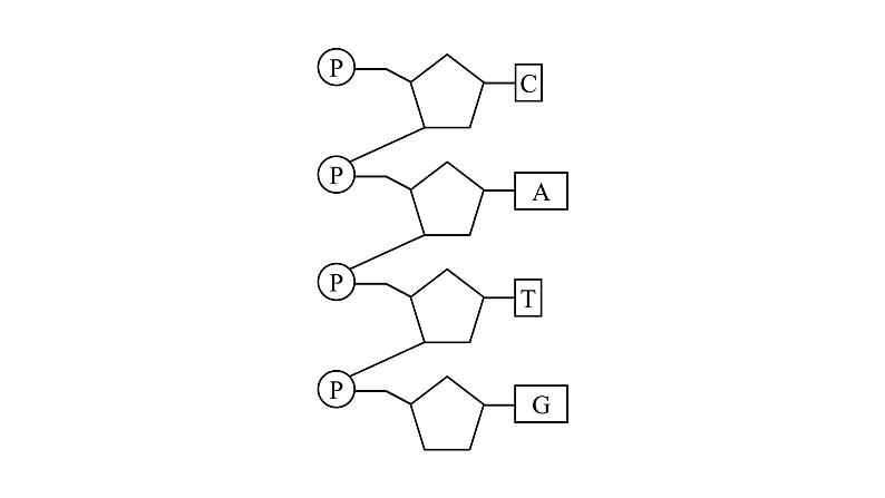 高中生物必修二 3.2 DNA分子的结构课件PPT03