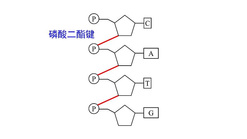 高中生物必修二 3.2 DNA分子的结构课件PPT04