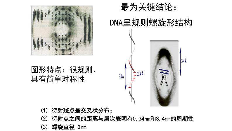 高中生物必修二 3.2 DNA分子的结构课件PPT06