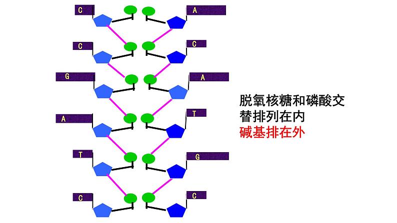 高中生物必修二 3.2 DNA分子的结构课件PPT07