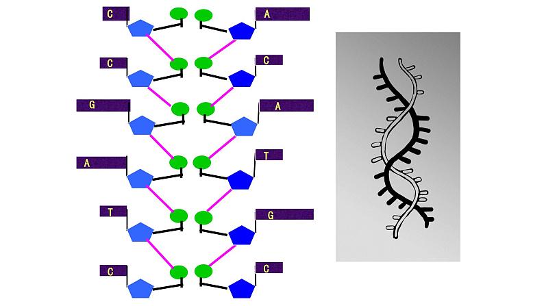 高中生物必修二 3.2 DNA分子的结构课件PPT08