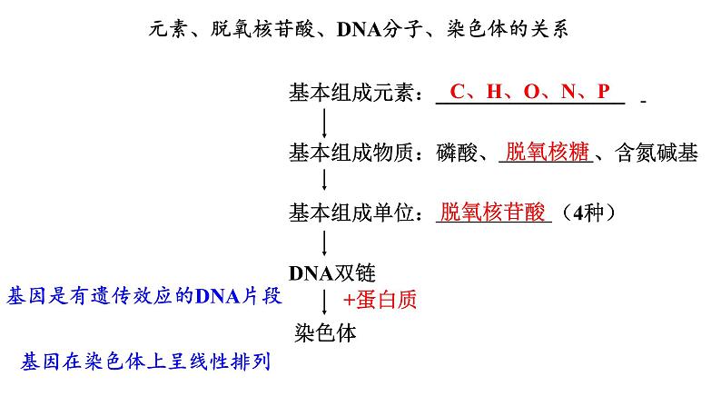 高中生物必修二 4.1 基因指导蛋白质的合成课件PPT02