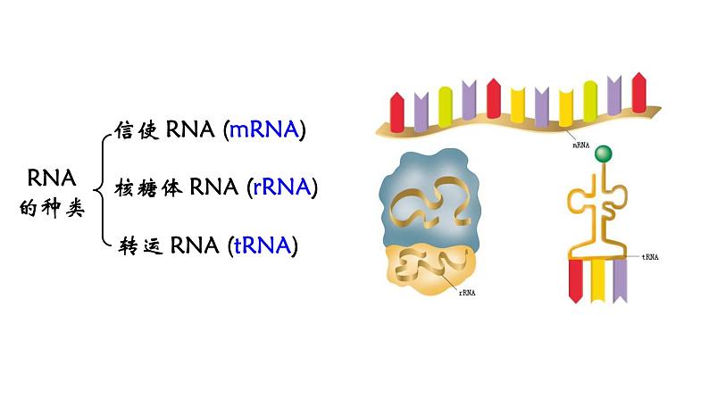 高中生物必修二 4.1 基因指导蛋白质的合成课件PPT04