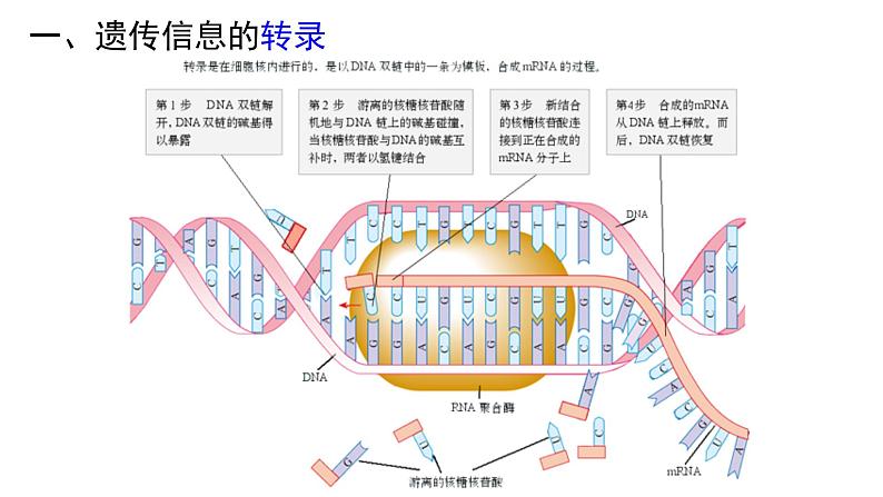 高中生物必修二 4.1 基因指导蛋白质的合成课件PPT05