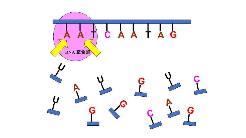 高中生物必修二 4.1 基因指导蛋白质的合成课件PPT06