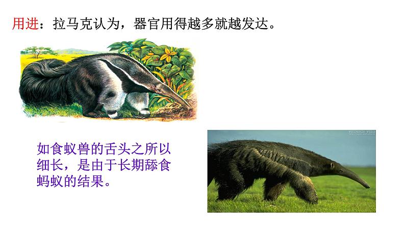 高中生物必修二 7.1 现代生物进化理论的由来课件PPT07