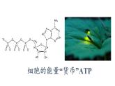 5.2 细胞的能量“货币”ATP课件PPT