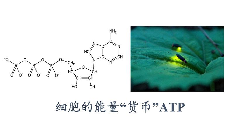 5.2 细胞的能量“货币”ATP课件PPT第1页