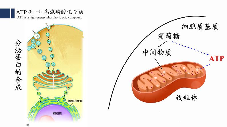 5.2 细胞的能量“货币”ATP课件PPT第7页