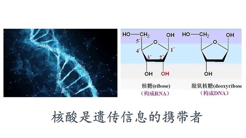 2.5.核酸是遗传信息的携带者课件PPT01