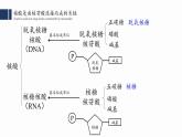 2.5.核酸是遗传信息的携带者课件PPT