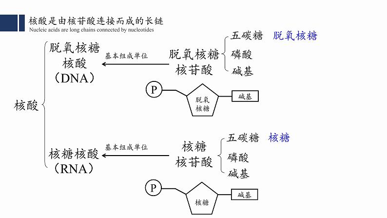 2.5.核酸是遗传信息的携带者课件PPT03