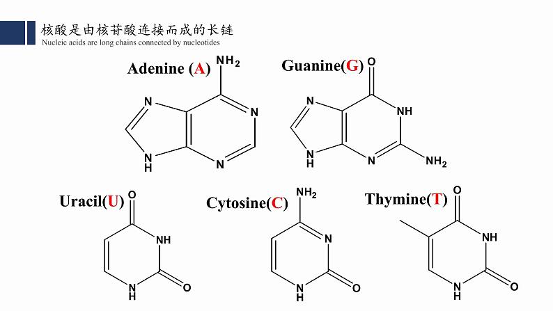 2.5.核酸是遗传信息的携带者课件PPT04