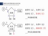 2.5.核酸是遗传信息的携带者课件PPT