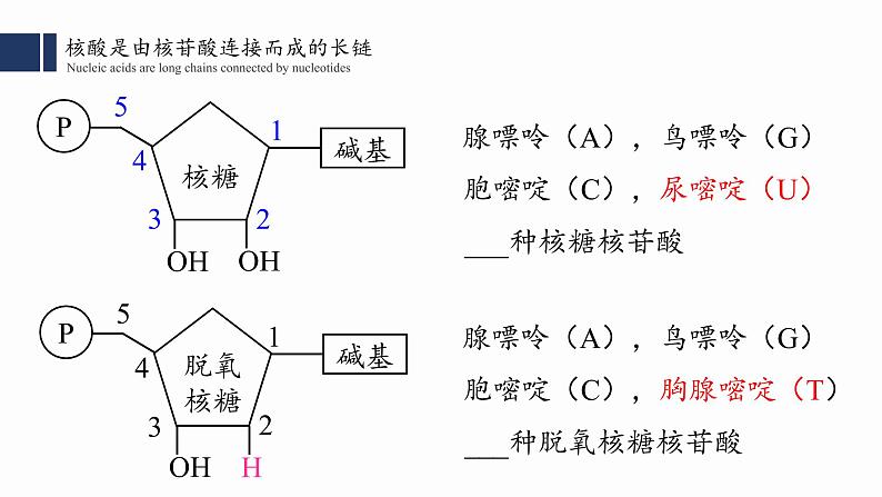 2.5.核酸是遗传信息的携带者课件PPT05