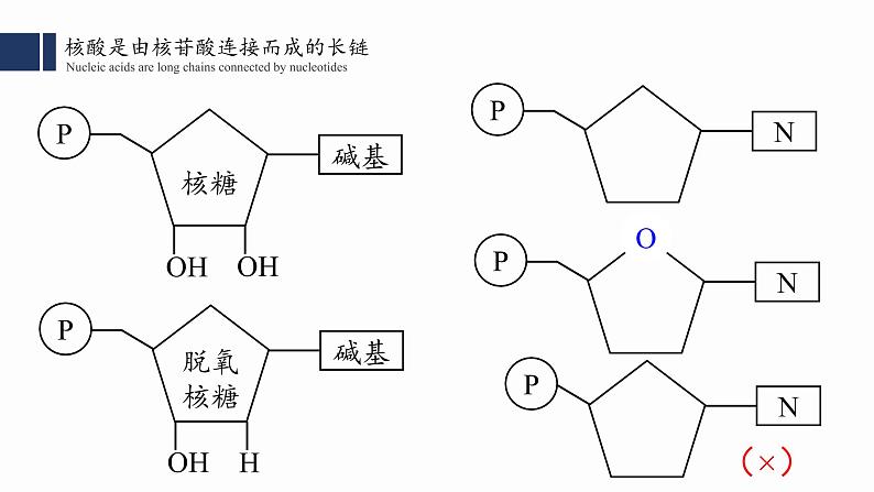 2.5.核酸是遗传信息的携带者课件PPT06