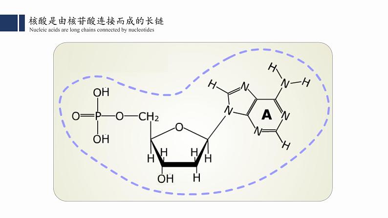 2.5.核酸是遗传信息的携带者课件PPT08