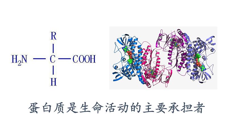 2.4.蛋白质是生命活动的主要承担者课件PPT第1页