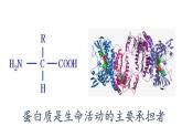 2.4.蛋白质是生命活动的主要承担者课件PPT