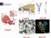 2.4.蛋白质是生命活动的主要承担者课件PPT