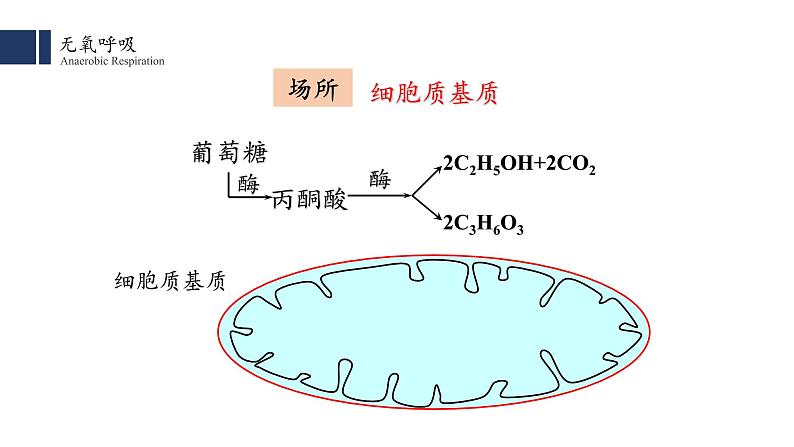 5.3.2 细胞呼吸的原理和应用 课件PPT03