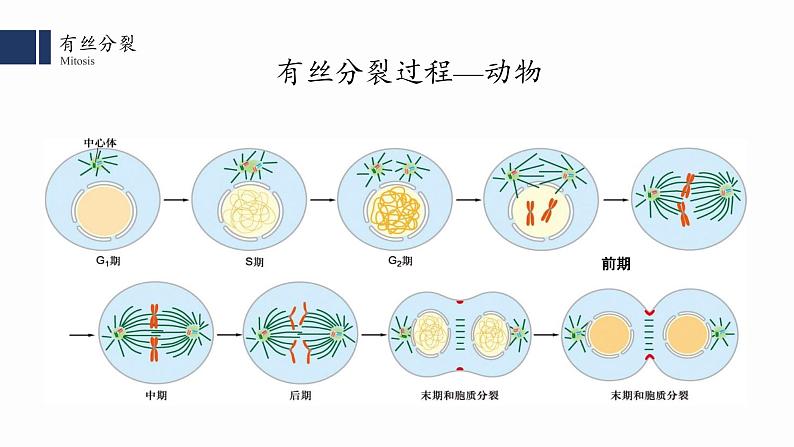 6.1.2 细胞的增殖课件PPT第2页