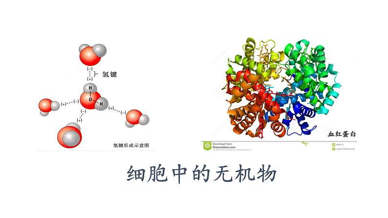 2.2.细胞中的无机物课件PPT第1页