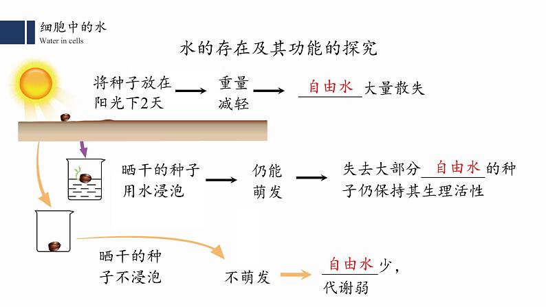 2.2.细胞中的无机物课件PPT第5页