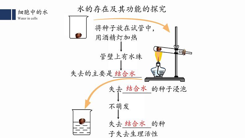 2.2.细胞中的无机物课件PPT第6页