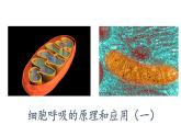 细胞呼吸的原理和应用PPT课件免费下载