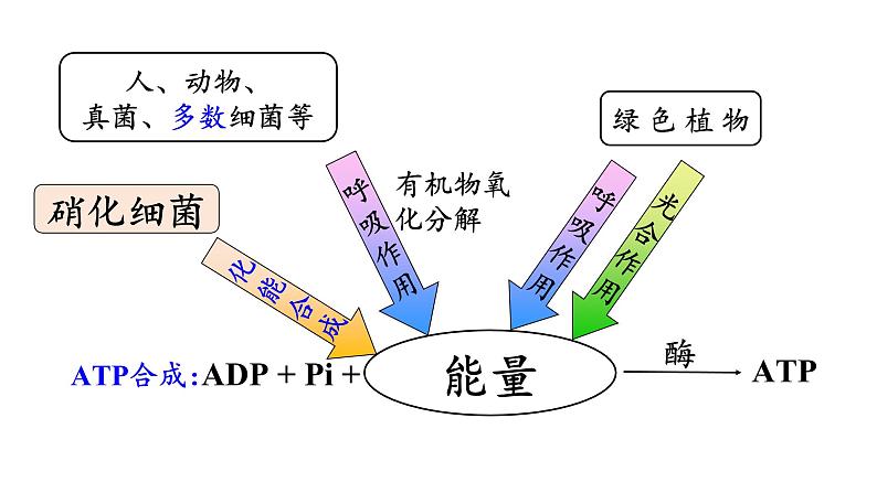 细胞呼吸的原理和应用PPT课件免费下载02