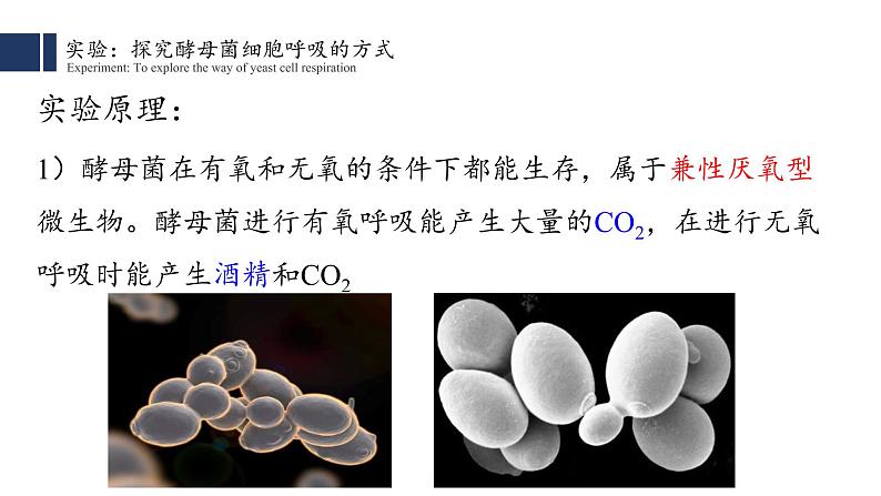 细胞呼吸的原理和应用PPT课件免费下载04