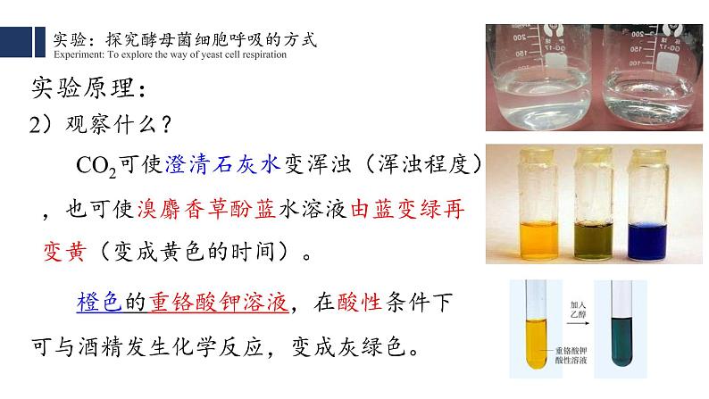 细胞呼吸的原理和应用PPT课件免费下载05