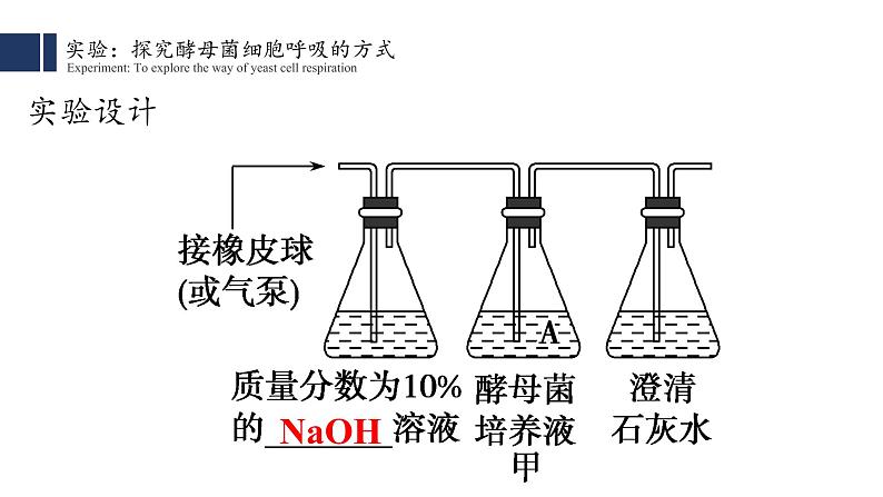 细胞呼吸的原理和应用PPT课件免费下载07