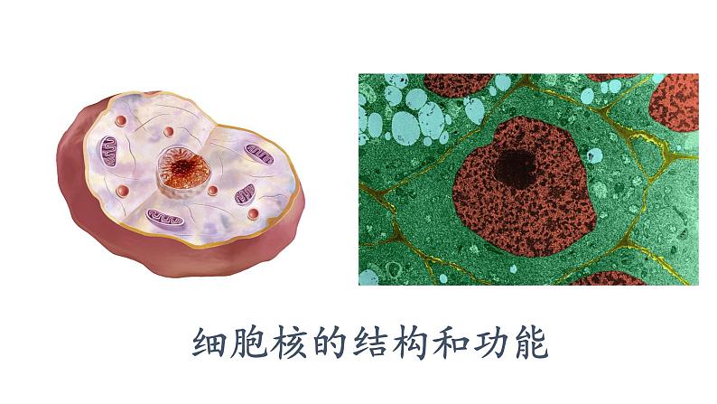 3.3.细胞核的结构和功能课件PPT第1页