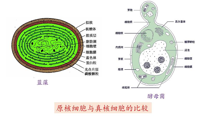 3.3.细胞核的结构和功能课件PPT第3页