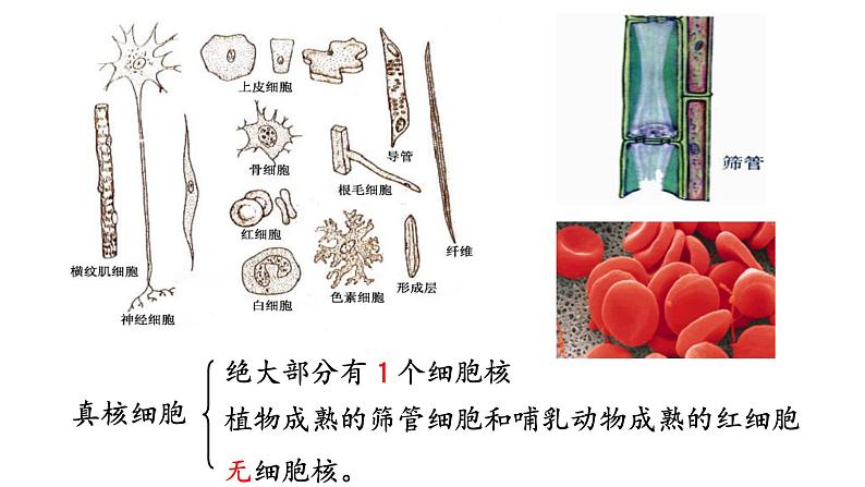 3.3.细胞核的结构和功能课件PPT第4页