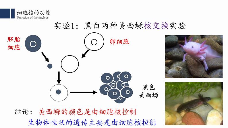 3.3.细胞核的结构和功能课件PPT第6页