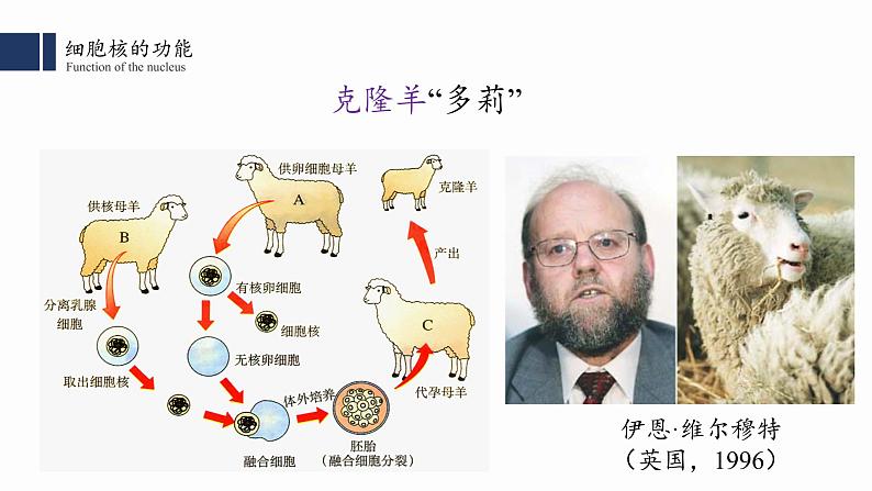 3.3.细胞核的结构和功能课件PPT第7页