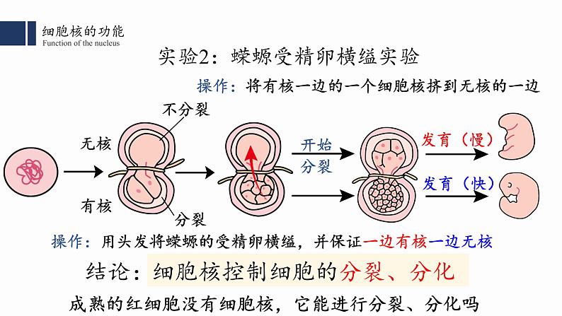 3.3.细胞核的结构和功能课件PPT第8页