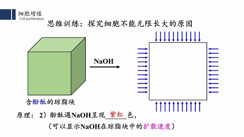 6.1.1 细胞的增殖课件PPT第5页