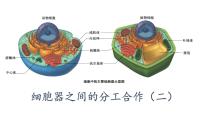 2020-2021学年第2节 细胞器之间的分工合作授课ppt课件