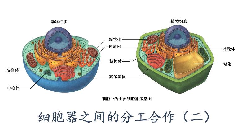 3.2.2细胞器之间的分工合作(二) 课件PPT第1页