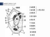 3.2.2细胞器之间的分工合作(二) 课件PPT