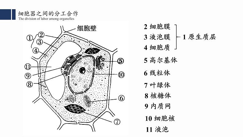 3.2.2细胞器之间的分工合作(二) 课件PPT第2页