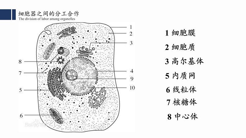 3.2.2细胞器之间的分工合作(二) 课件PPT第3页