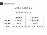 3.2.2细胞器之间的分工合作(二) 课件PPT